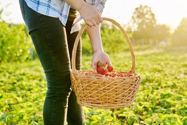 Campo de fazenda com morangos, mulher andando com uma cesta de bagas frescas colhidas — Fotografia de Stock