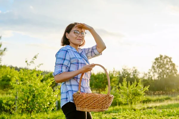 Gårdsfält med jordgubbar, kvinna plockar bär med korg — Stockfoto