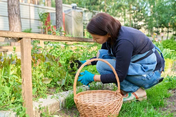 Wanita memetik daun selada arugula dalam keranjang di tempat tidur taman di rumah kaca — Stok Foto