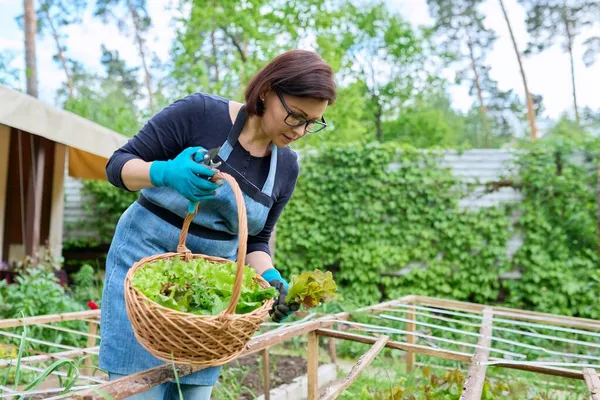 Wanita memetik daun selada arugula dalam keranjang di tempat tidur taman di rumah kaca — Stok Foto