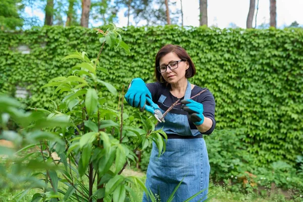 Vrouw in handschoenen met tuin snoeier doen lente snoeien van droge twijgen op perzik boom — Stockfoto