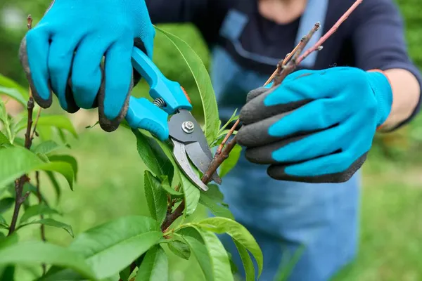 Nahaufnahme von Handschuhen mit Gartenschneider beim Frühjahrsschnitt trockener Zweige am Pfirsichbaum. — Stockfoto