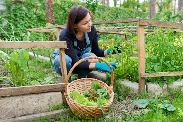 Žena sběr salátu rukola listy v košíku na zahradní lůžko ve skleníku — Stock fotografie