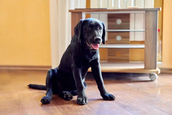Собака цуценя чорний лабрадор сидить вдома на підлозі — стокове фото