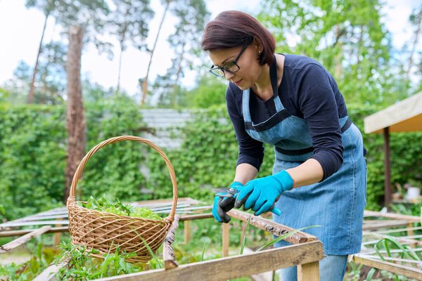 Woman picking lettuce arugula leaves in basket on garden bed in greenhouse