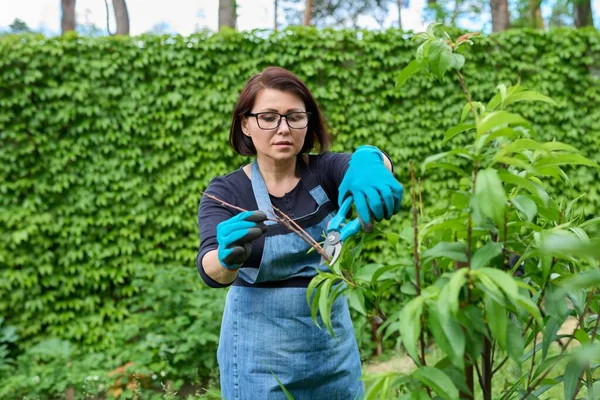 Vrouw in handschoenen met tuin snoeier doen lente snoeien van droge twijgen op perzik boom — Stockfoto