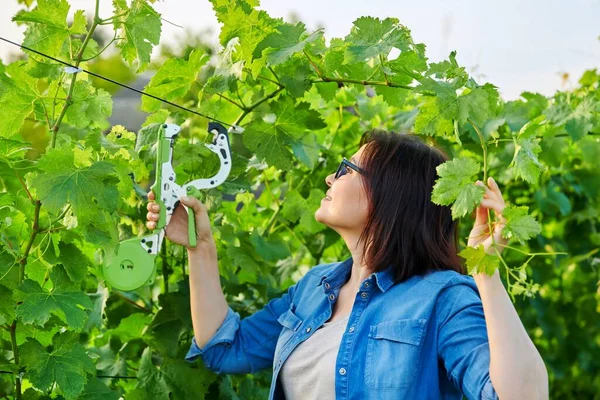 Woman gardener farmer making garter of vine bushes in vineyard using professional equipment — Stock Photo, Image