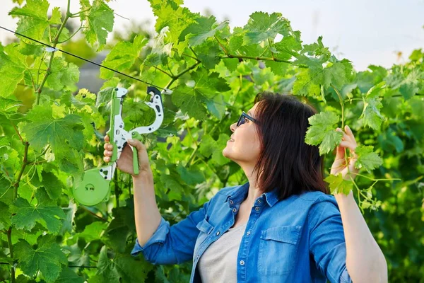 Agricultor jardineiro mulher fazendo liga de arbustos de videira em vinha usando equipamento profissional — Fotografia de Stock