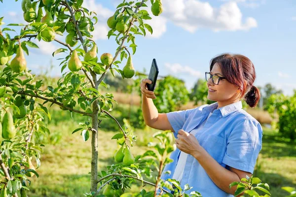 Perempuan tukang kebun di sebuah kebun mengambil foto pir matang di pohon — Stok Foto