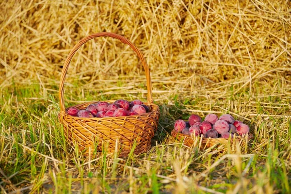 Cosechar ciruelas azules frescas en una canasta sobre hierba seca. — Foto de Stock