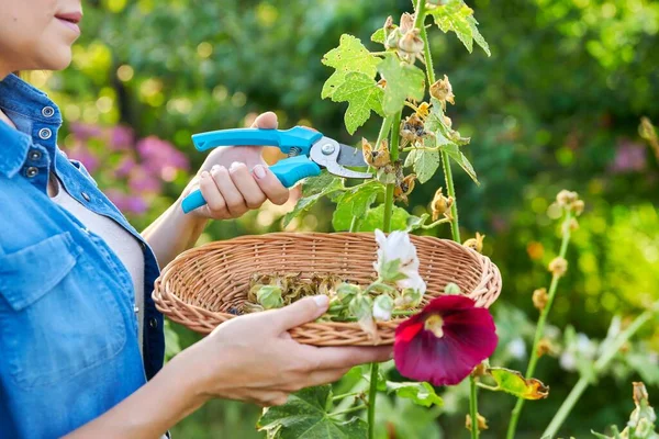 Woman in summer garden picking dry flowers seeds with mallow plants in basket — Stock Photo, Image