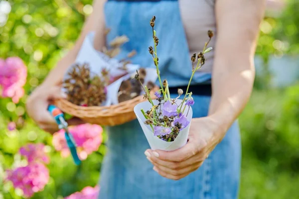 Лето, садоводство, клумбы, крупным планом свежих семян колокола в руках женщины — стоковое фото