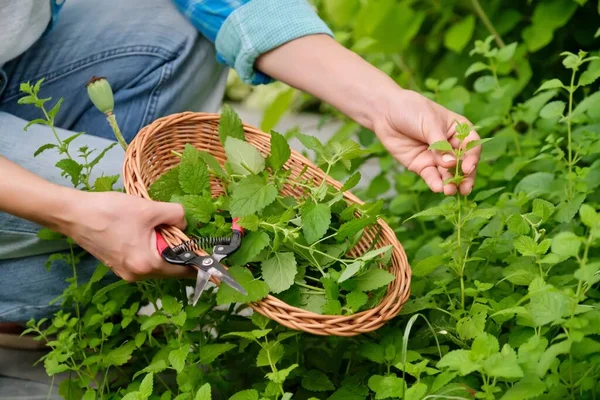 Tangan dengan gunting kebun dan piring wicker dengan aroma segar Lemon balm mint Melissa officinalis herbal — Stok Foto