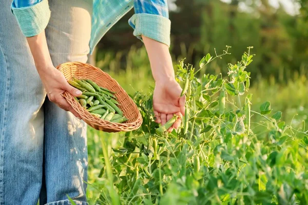 Womans hands harvesting green pea pods from pea plants in vegetable garden — Stok Foto