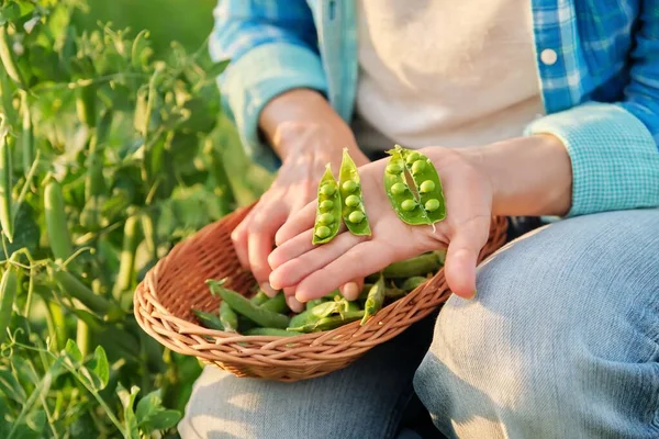 Wanita dengan polong kacang hijau yang baru dipetik mengupas dan makan kacang polong di kebun sayuran — Stok Foto