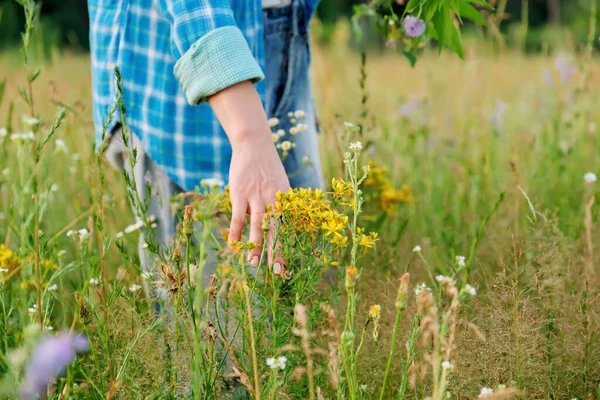Femme avec bouquet d'herbes de champ et de fleurs touchant les plantes en fleurs dans le champ d'été — Photo