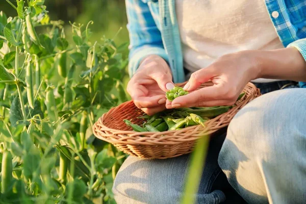 Wanita dengan polong kacang hijau yang baru dipetik mengupas dan makan kacang polong di kebun sayuran — Stok Foto