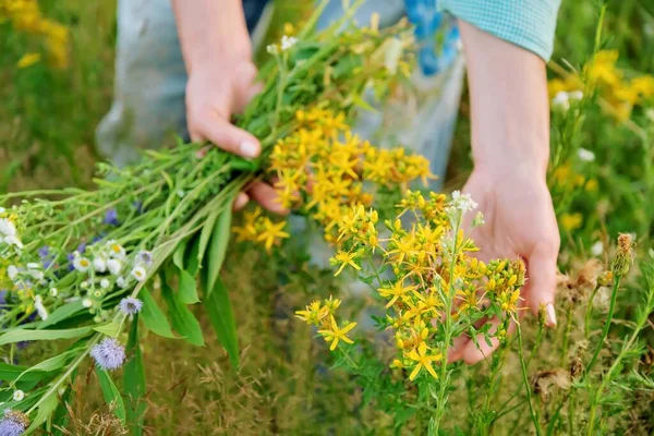 夏の畑に咲く植物に触れる畑のハーブや花の花束を持つ女性 — ストック写真
