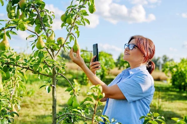 Perempuan tukang kebun di sebuah kebun mengambil foto pir matang di pohon — Stok Foto