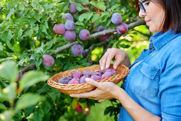 Primer plano de la mano de las mujeres recogiendo ciruelas maduras del árbol en la cesta — Foto de Stock