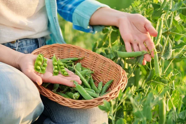 Wanita dengan polong kacang hijau yang baru dipetik mengupas dan makan kacang polong di kebun sayuran — Stok Foto