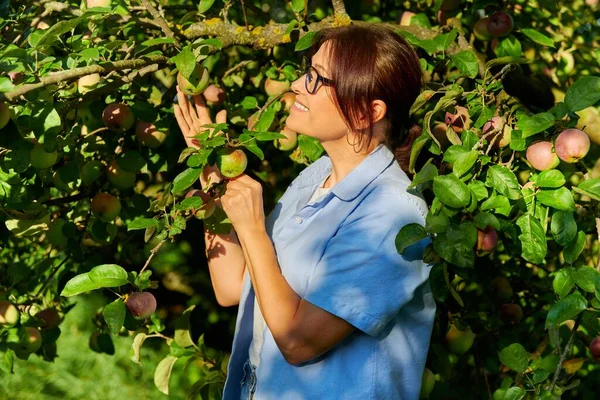 Mujer en huerto de manzanas frutales tocando manzanas inmaduras en el árbol — Foto de Stock