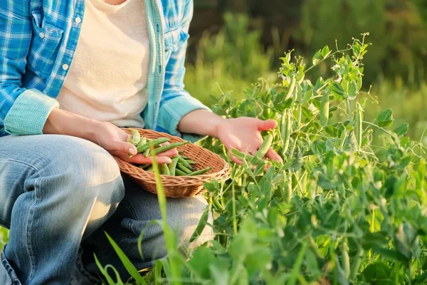 Womans hands harvesting green pea pods from pea plants in vegetable garden — Stok Foto