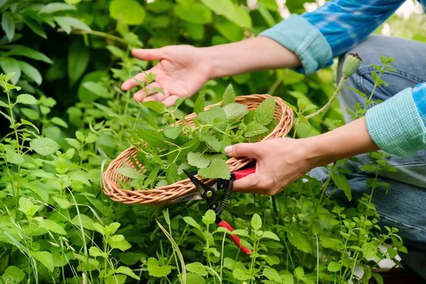 Tangan dengan gunting kebun dan piring wicker dengan aroma segar Lemon balm mint Melissa officinalis herbal — Stok Foto