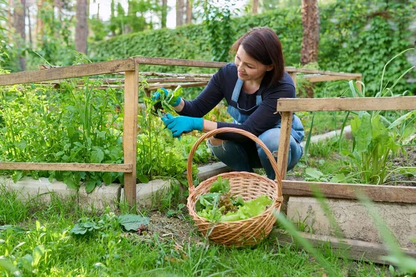 Usaha tani kecil, perempuan memetik selada dan daun arugula dalam keranjang — Stok Foto