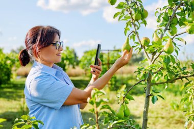 Bahçedeki kadın bahçıvan ağaçta olgunlaşmış armutların fotoğrafını çekiyor.