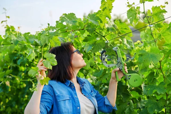 Kadın bahçıvan, üzüm bağındaki sarmaşık çalılarından profesyonel ekipmanlar kullanarak jartiyer yapıyor. — Stok fotoğraf