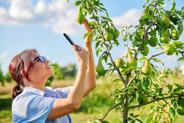快乐的女人在花园里给成熟的梨树拍下了收获的照片. — 图库照片