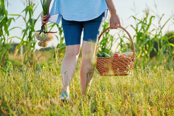 Närbild korg med färska mogna grönsaker i kvinnliga händer, gård trädgård bakgrund — Stockfoto