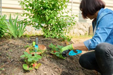 Bahçe aletleri kullanan bir kadın, çilek çalılı bir yataktan yabani otları temizlemek için kürek kullanıyor..