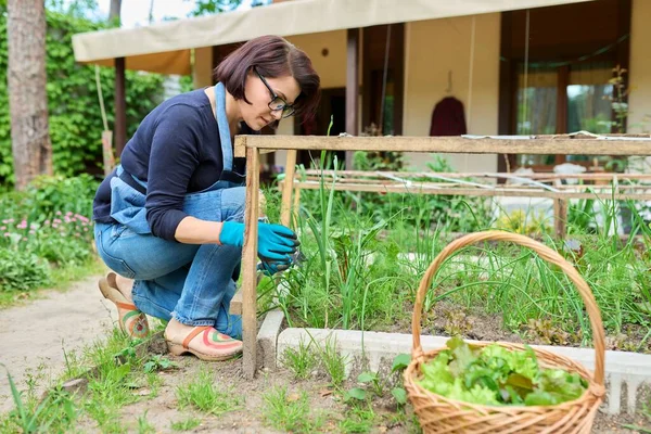 Perempuan panen daun selada dill, daun bawang hijau arugula dalam keranjang. — Stok Foto