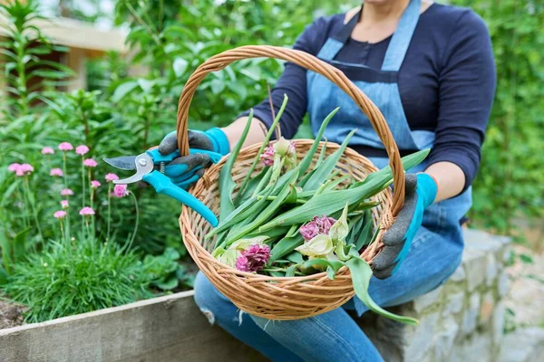 Primo piano del cestino con fiori secchi sbiaditi e foglie di tulipani nelle mani del giardiniere femminile — Foto Stock