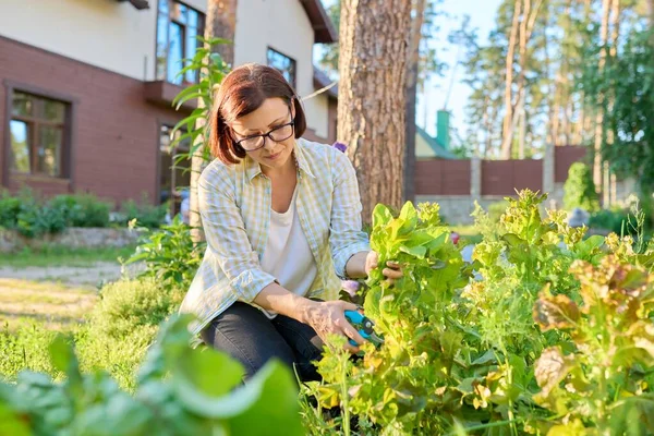 Vrouw in de tuin oogstend arugula dille sla bladeren met snoeischaar — Stockfoto