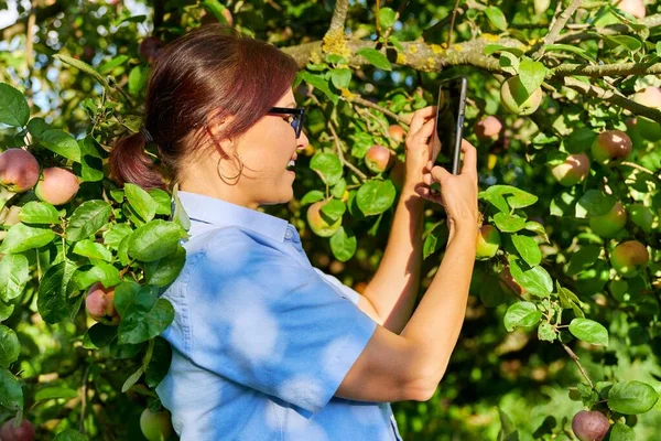 快乐的女人在花园里给树上成熟的苹果拍照. — 图库照片