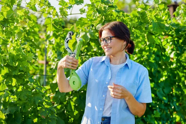 Perempuan petani dengan alat stapler mengikat di kebun anggur. — Stok Foto