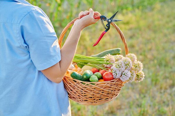 Close up basket with fresh ripe vegetables in woman hands, farm garden background