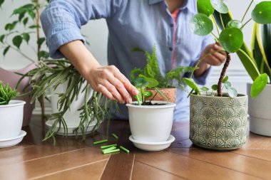 Gübre ev bitkileri saksılarda, kadın eli gübre çubukları ve ev bitkileriyle yakın plan.