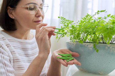 Gübre ev bitkileri saksılarda, gübre çubukları ve bitki yetiştiren kadın.