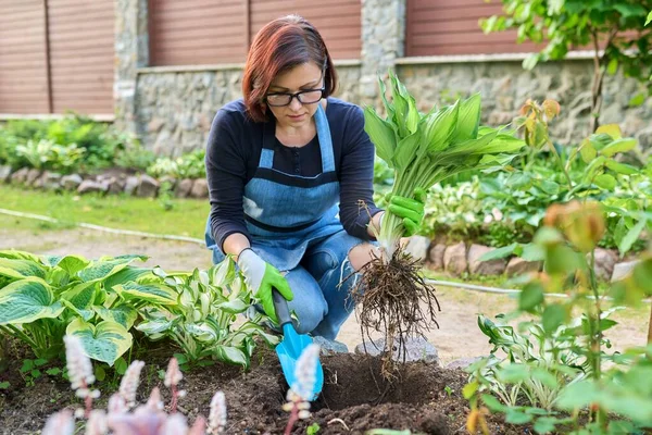 Vrouw het planten van hosta bush plant op bloembed, met behulp van schep gereedschap, lente tuinieren. — Stockfoto