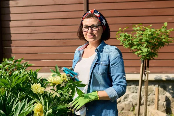 Middelbare leeftijd vrouw zorgzame gele pioenroos struik in de achtertuin, met behulp van snoeier — Stockfoto