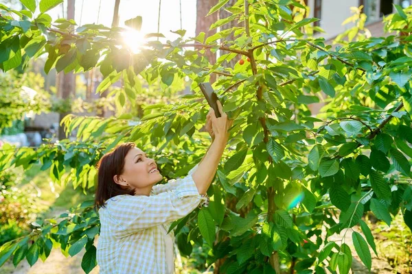 Wanita yang bahagia memotret panen buah ceri manis pertama di pohon muda. — Stok Foto