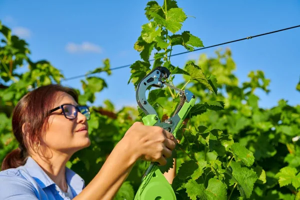 Vastbinden van de wijnstok in de wijngaard in het voorjaar zomerseizoen. — Stockfoto