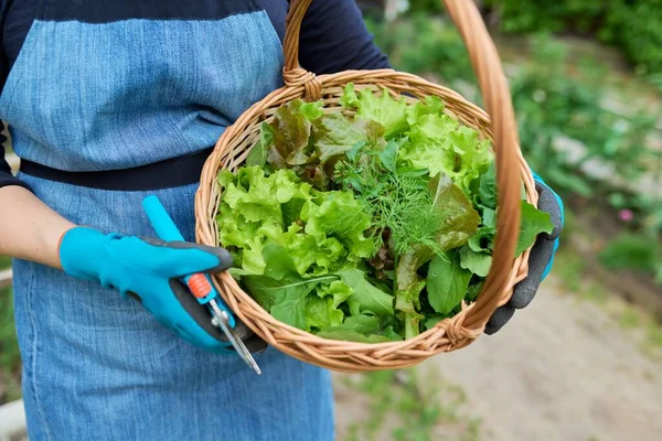 Close-up crop of dill lettuce leaves, green onion arugula herb in basket in woman hands — Stok Foto