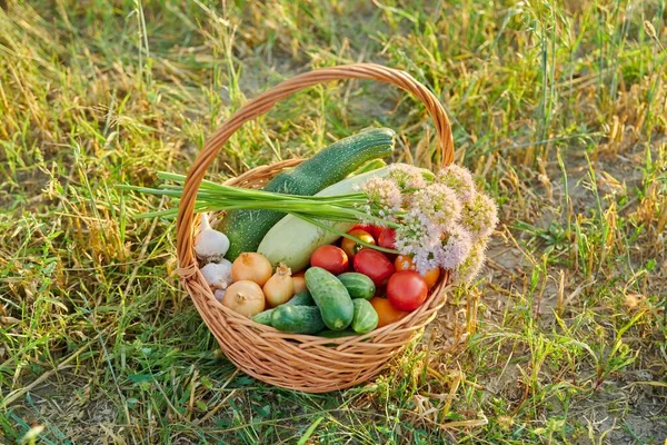 Basket with ripe natural vegetables on grass outdoor, nobody — Stock Photo, Image