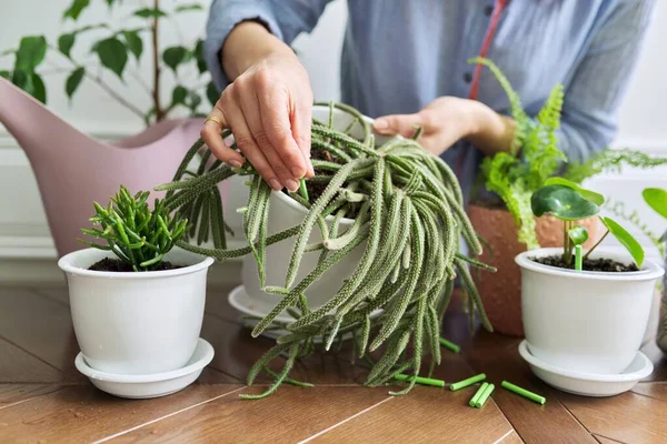 Удобрения домашних растений в горшках, крупным планом женские руки с удобрениями палочки и комнатные растения — стоковое фото