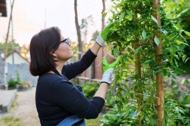 Bahçıvan kadın bahçede salkımla çalışıyor.